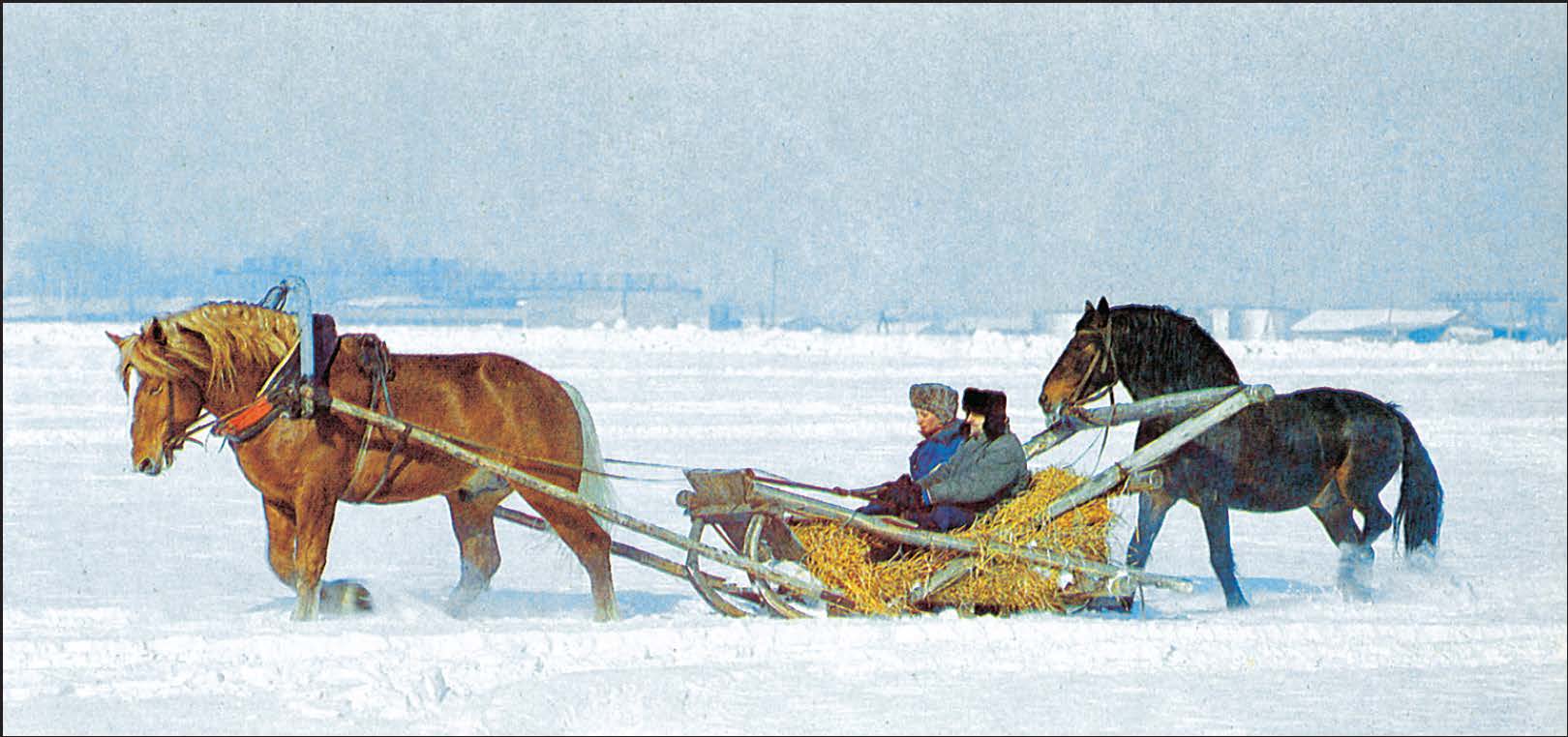 Лошадь С Санями Картинки