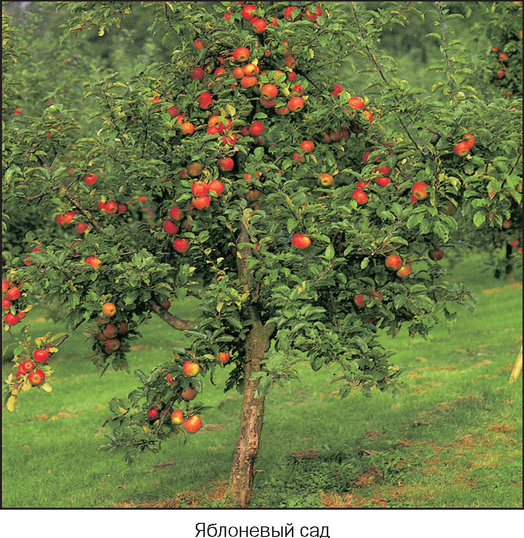 Сколько стоят плодовые деревья. Аскания яблоня. Яблоня полукарлик. Яблоня венечная. Яблоня соковое 3.